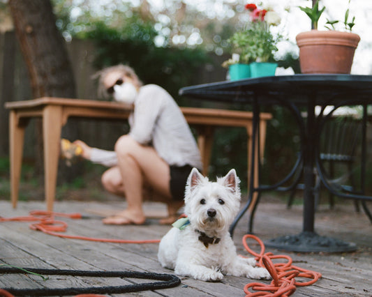 daughter refinishing an old table, dogs sits watch